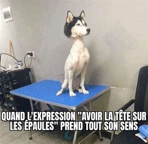 30 Mèmes De Chiens Super Drôles