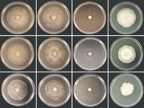 Colony Morphology Of Isolates Wac Ex Type And Wac Of