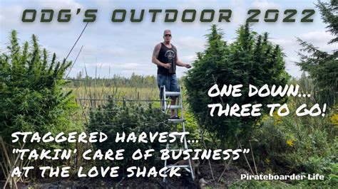 Odgs Outdoor Staggered Harvest Takin Care Of Business At The