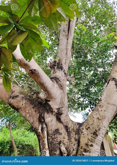 Local Legacy Lost: Discovering the Stories Behind The Scranton Times Tribune Obituaries 4