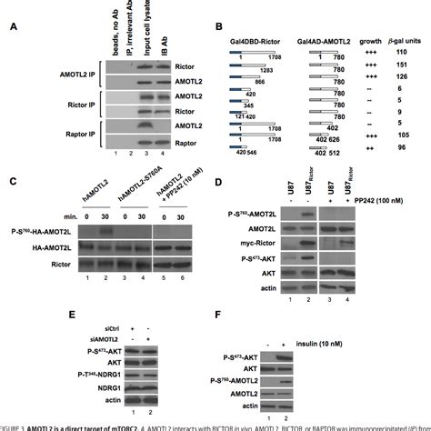 Figure From Phosphorylation Of The Hippo Pathway Component Amotl By