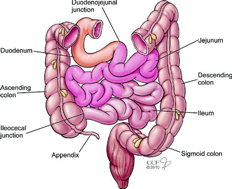 Gastrointestinal Anatomy Springerlink