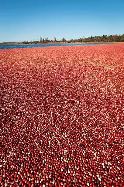 Cranberry Farm Stock Photos, Pictures & Royalty-Free Images - iStock