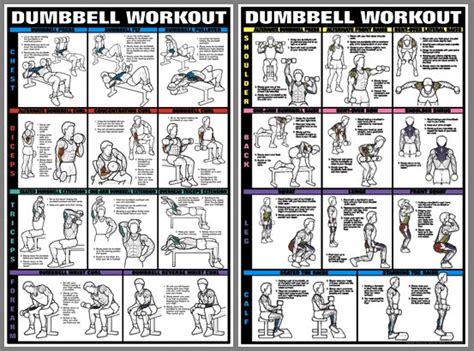 Laminated Dumbbell Exercise Poster Chart Lower Body Core Chest Back