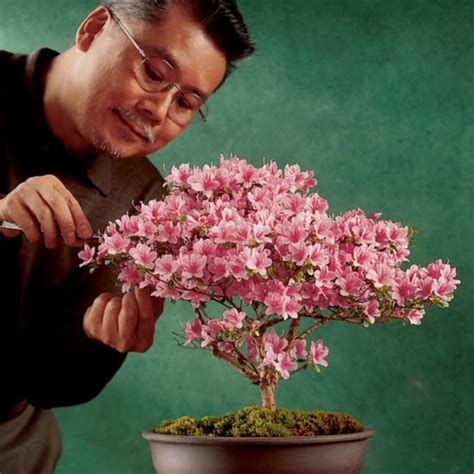 Azalea Bonsai Tree - The Bonsai Master