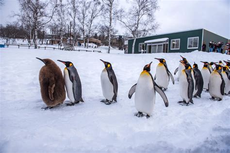 Asahiyama Zoo, Asahikawa City - Must-See, Access, Hours & Price | GOOD LUCK TRIP