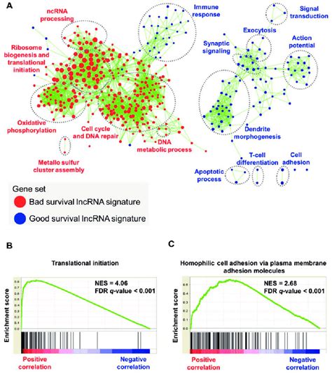 Gene Set Enrichment Analysis Of The 16 Long Noncoding Rna Lncrna Download Scientific Diagram