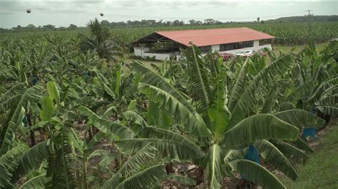 Plátano chiapaneco tropicalmente delicioso Ruraltv