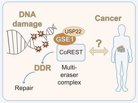 Unveiling The Role Of GSE1 In DNA Damage Response A Pathway To