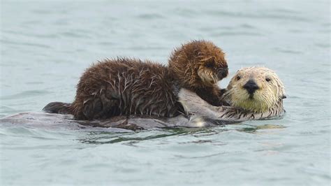 Baby Otters Holding Hands