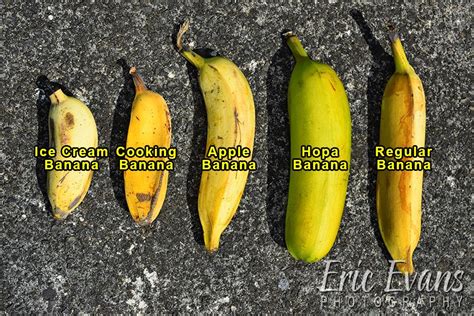 Some Different Types Of Bananas