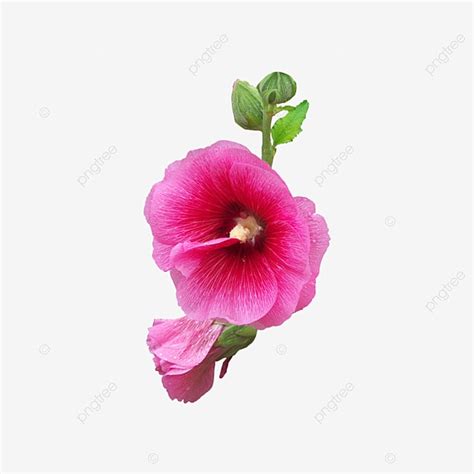 Hermosa Flor Rosa Png Material De Capa Transparente PNG Flor En Polvo