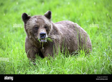 Protein Vegetal Hi Res Stock Photography And Images Alamy