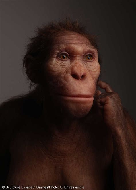 Australopithecus Reconstruction