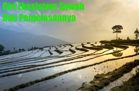 Ciri Ekosistem Sawah | Ilmu Geografi