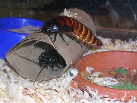 cockroaches as pets 9
