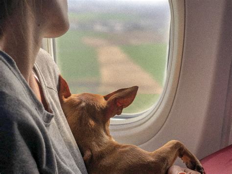 Como Viajar Con Mascotas Por El Mundo Voyages