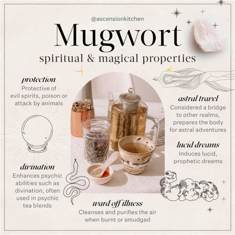 How to make mugwort tea for lucid dreaming - Ascension Kitchen