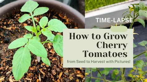 How To Grow Cherry Tomatoes From Seed To Harvest With Pictures Youtube