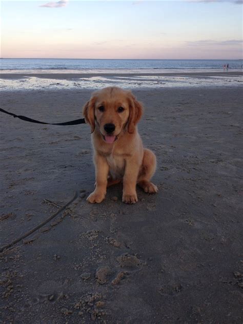 beach puppy | Cute dogs, Cute puppies, Puppies