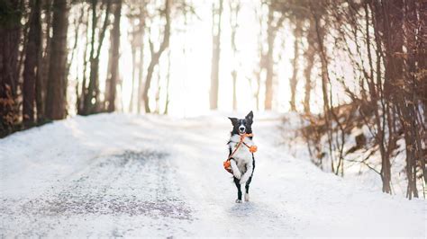 Winter Dogs Wallpapers - Wallpaper Cave