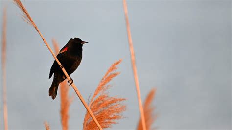 Blackbird/Sunset - Birding, PI