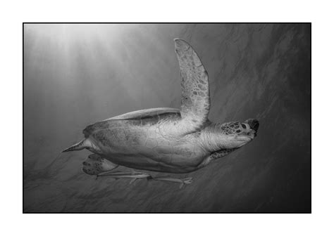 Black And White Underwater Fine Art Photos Abyssal Encounters