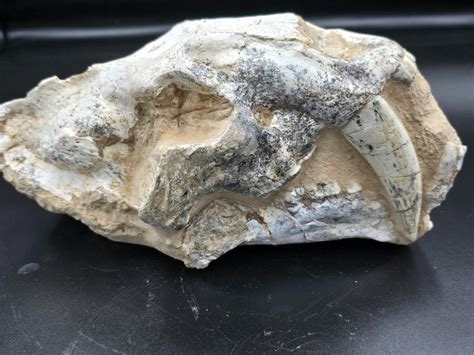 Sabre-toothed Cat - Fossil skull - Rare Saber Cat Fossil - Megantereon ...