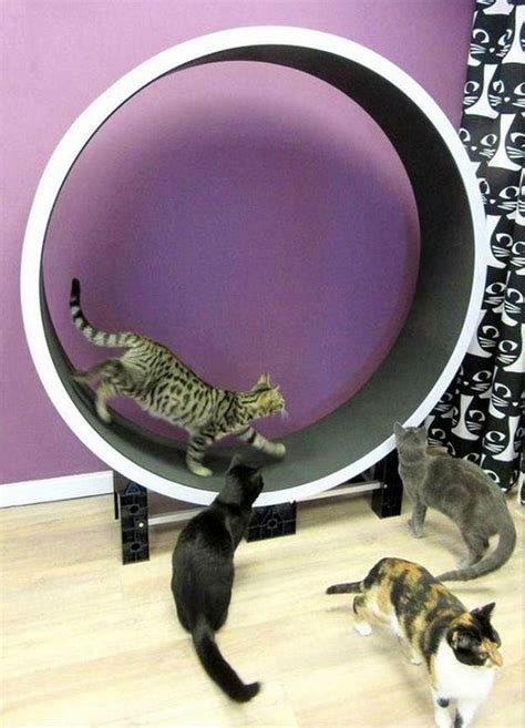 17 DIY Cat Wheel Plans - Mint Design Blog