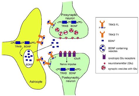 Schematic Representation Of The Bdnf Trkb System In The Tripartite