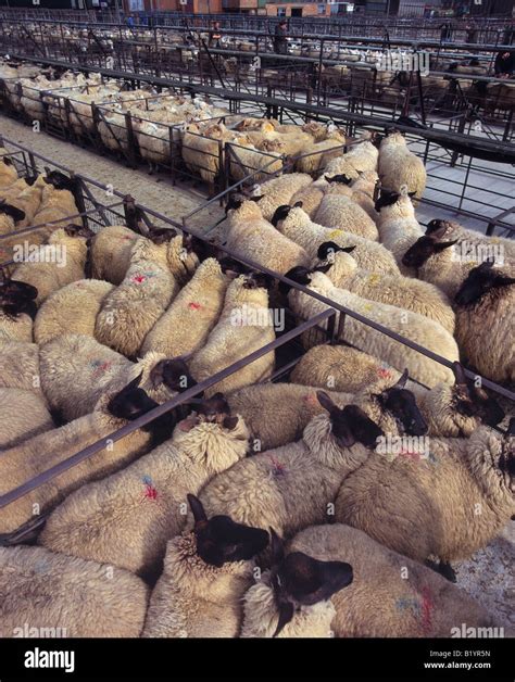 Banbury Cattle Market Hi Res Stock Photography And Images Alamy