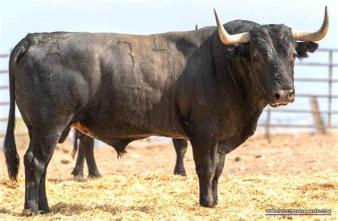 Estos Son Los Toros De Victorino Mart N Para Priego De C Rdoba