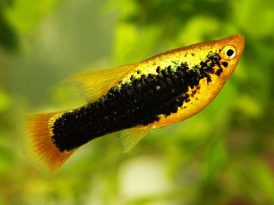 16 Different Types of Platy Fish (With Pictures) - AquariumNexus