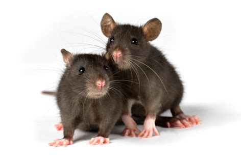 Rats As Pets Pets Australia