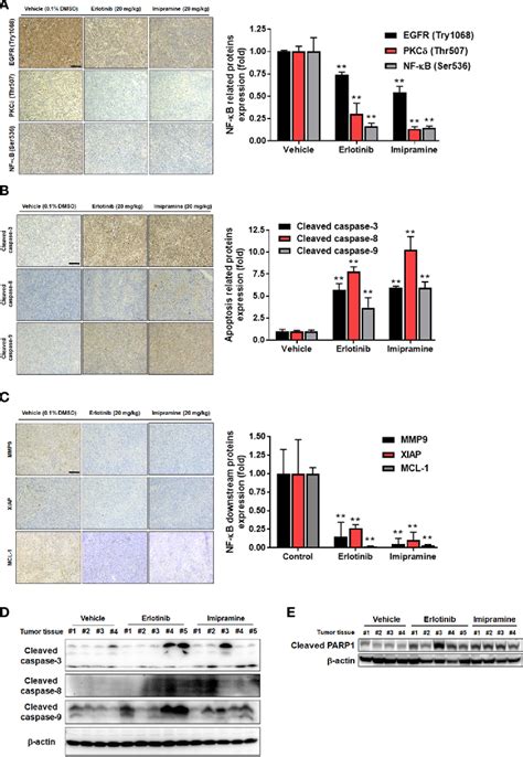 Suppression Of Egfr Pkc Nf B Signaling Associated With Imipramine