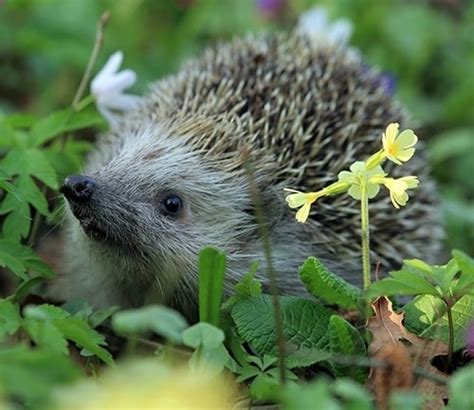 How To Attract Hedgehogs Into Your Garden Uk