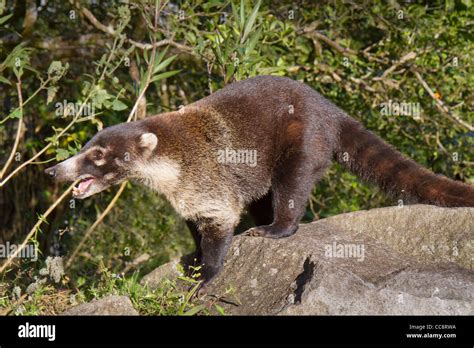 Nariz blanca coatí Nasua narica en Monteverde Puntarenas Costa Rica