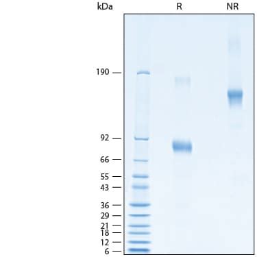 Recombinant Human CD19 Fc Chimera Alexa Fluor 488 Protein AFG9269 020