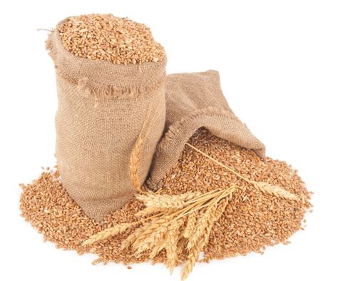 Sacks Of Wheat Grains Stock Photo Image Of Open Sack 17304768