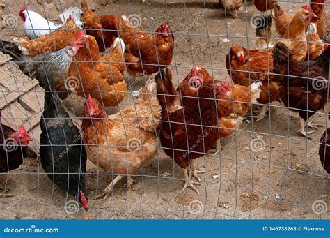 Flock Of Chickens And Roosters Stock Image Image Of Penned Comb