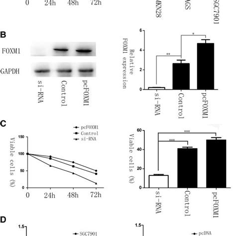 Elevated Levels Of Foxm1 Correlate With Resistance To Docetaxel In