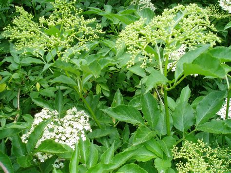 SaÚco Sambucus Nigra Plantas Riomoros