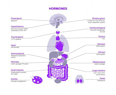 Premium Vector | Hormones in human body