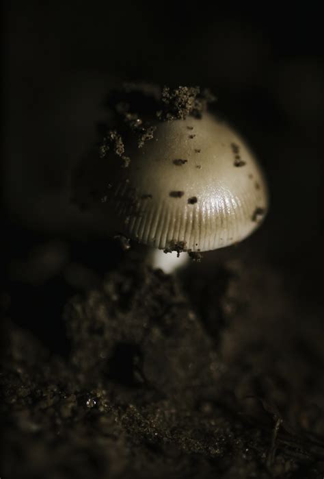 Common Gilled Mushrooms And Allies From Panorama Dr Rosemount QLD AU