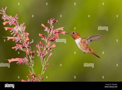 Rufous Hummingbird Male Selasphorus Rufus Feeding At Agastache Sp