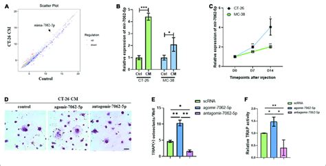 The Expression Of Mirna P Upregulates During Osteoclastogenesis