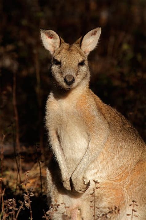 Agile Wallaby, Australia stock photo. Image of mammal - 16746206