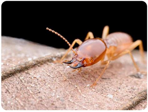 What Do Termites Look Like How To Identify Termites For Effective