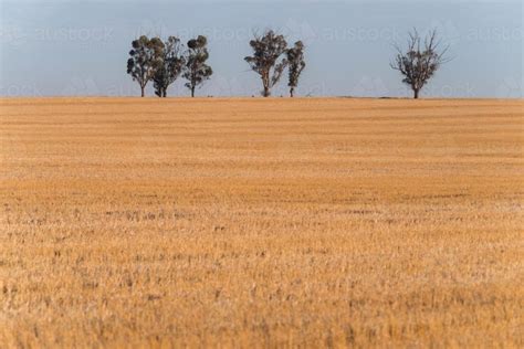 Image Of Wheat Belt In Wimmera District Austockphoto