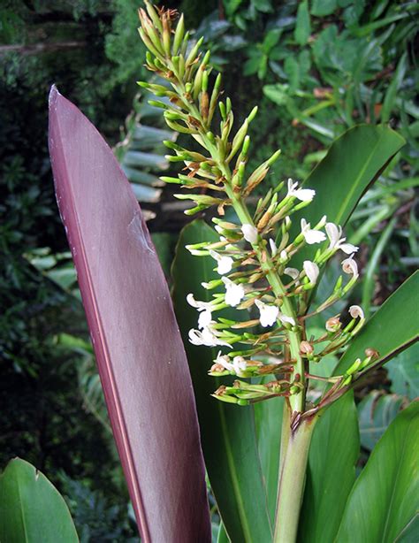 Alpinia Caerulea Atherton Red Towen Mount Tropicals